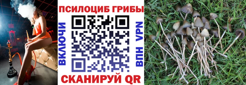 Псилоцибиновые грибы Psilocybine cubensis  купить наркотики цена  Армавир 